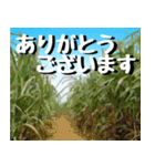 サキシマ諸島巡り大好き。沖縄行きたい！（個別スタンプ：6）