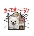 こむぎさん(4)（個別スタンプ：5）