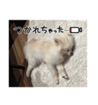 こむぎさん(4)（個別スタンプ：7）