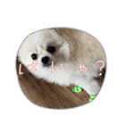 こむぎさん(4)（個別スタンプ：10）