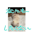 こむぎさん(4)（個別スタンプ：16）