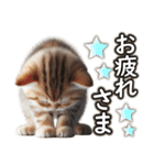 毎日使う☆大切な人へのメッセージ♡ネコ猫（個別スタンプ：16）