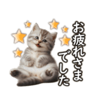 毎日使う☆大切な人へのメッセージ♡ネコ猫（個別スタンプ：17）