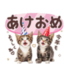 ず〜っと使える冬の猫スタンプ（個別スタンプ：31）