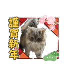 MALUのまったりライフ7（個別スタンプ：1）