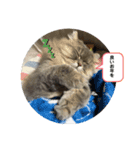 MALUのまったりライフ7（個別スタンプ：3）