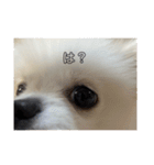 SHIMA UNI STAMP（個別スタンプ：1）