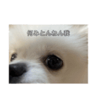 SHIMA UNI STAMP（個別スタンプ：2）