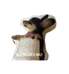 SHIMA UNI STAMP（個別スタンプ：5）