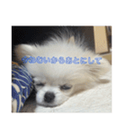 SHIMA UNI STAMP（個別スタンプ：8）