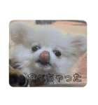 SHIMA UNI STAMP（個別スタンプ：10）