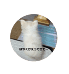 SHIMA UNI STAMP（個別スタンプ：11）