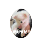 SHIMA UNI STAMP（個別スタンプ：12）