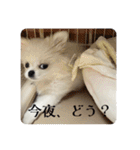 SHIMA UNI STAMP（個別スタンプ：13）