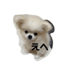 SHIMA UNI STAMP（個別スタンプ：14）