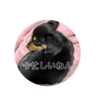 SHIMA UNI STAMP（個別スタンプ：16）