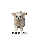 SHIMA UNI STAMP（個別スタンプ：17）