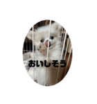 SHIMA UNI STAMP（個別スタンプ：18）