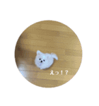 SHIMA UNI STAMP（個別スタンプ：20）