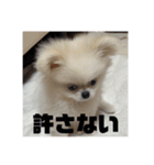 SHIMA UNI STAMP（個別スタンプ：21）