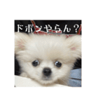 SHIMA UNI STAMP（個別スタンプ：23）
