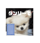 SHIMA UNI STAMP（個別スタンプ：24）