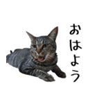 【りんご】のスタンプ（個別スタンプ：1）