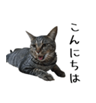 【りんご】のスタンプ（個別スタンプ：2）