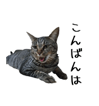 【りんご】のスタンプ（個別スタンプ：3）