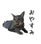 【りんご】のスタンプ（個別スタンプ：4）