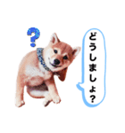 ☆豆柴☆ ちょっとビジネスライクな柴犬（個別スタンプ：1）