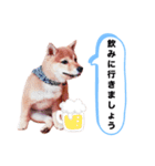 ☆豆柴☆ ちょっとビジネスライクな柴犬（個別スタンプ：2）