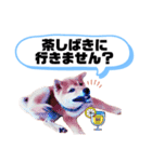 ☆豆柴☆ ちょっとビジネスライクな柴犬（個別スタンプ：3）