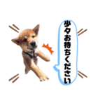 ☆豆柴☆ ちょっとビジネスライクな柴犬（個別スタンプ：5）