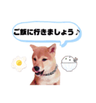 ☆豆柴☆ ちょっとビジネスライクな柴犬（個別スタンプ：6）