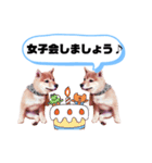 ☆豆柴☆ ちょっとビジネスライクな柴犬（個別スタンプ：7）