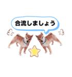☆豆柴☆ ちょっとビジネスライクな柴犬（個別スタンプ：9）