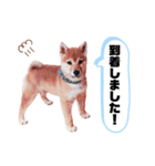 ☆豆柴☆ ちょっとビジネスライクな柴犬（個別スタンプ：11）