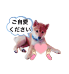 ☆豆柴☆ ちょっとビジネスライクな柴犬（個別スタンプ：14）