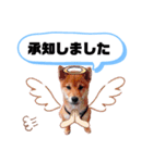 ☆豆柴☆ ちょっとビジネスライクな柴犬（個別スタンプ：15）