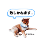 ☆豆柴☆ ちょっとビジネスライクな柴犬（個別スタンプ：16）
