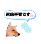 ☆豆柴☆ ちょっとビジネスライクな柴犬（個別スタンプ：17）