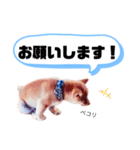 ☆豆柴☆ ちょっとビジネスライクな柴犬（個別スタンプ：18）