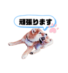 ☆豆柴☆ ちょっとビジネスライクな柴犬（個別スタンプ：20）