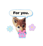 ☆豆柴☆ ちょっとビジネスライクな柴犬（個別スタンプ：21）