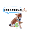 ☆豆柴☆ ちょっとビジネスライクな柴犬（個別スタンプ：22）