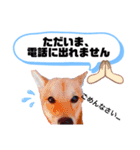 ☆豆柴☆ ちょっとビジネスライクな柴犬（個別スタンプ：24）