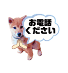 ☆豆柴☆ ちょっとビジネスライクな柴犬（個別スタンプ：25）