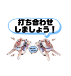 ☆豆柴☆ ちょっとビジネスライクな柴犬（個別スタンプ：26）