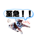 ☆豆柴☆ ちょっとビジネスライクな柴犬（個別スタンプ：27）